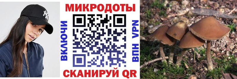 Галлюциногенные грибы Psilocybe  Сольцы 
